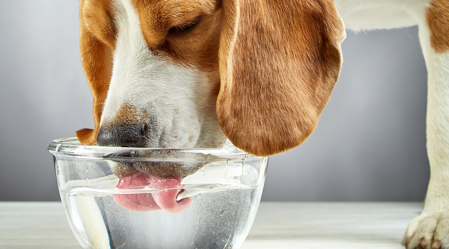 犬が水をよく飲む