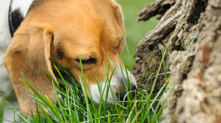 犬が散歩中に草を食べる